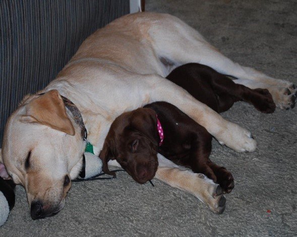 Bo with Brandi as a young puppy