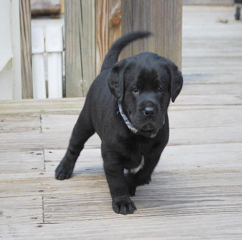 Diamond as a black Labrador puppy