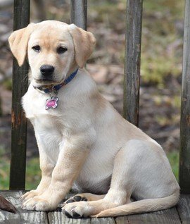 Missy as a yellow Labrador puppy