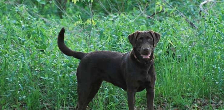 Brandi, an R&B Labrador