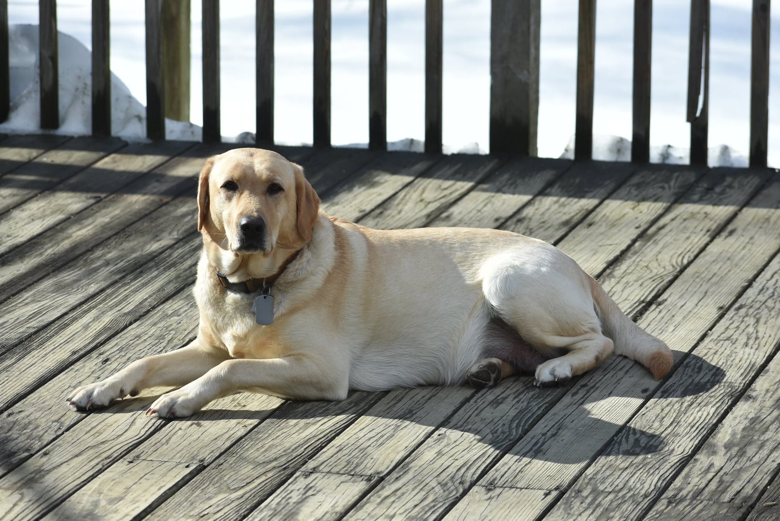 Missy Cessna at R&B Labradors