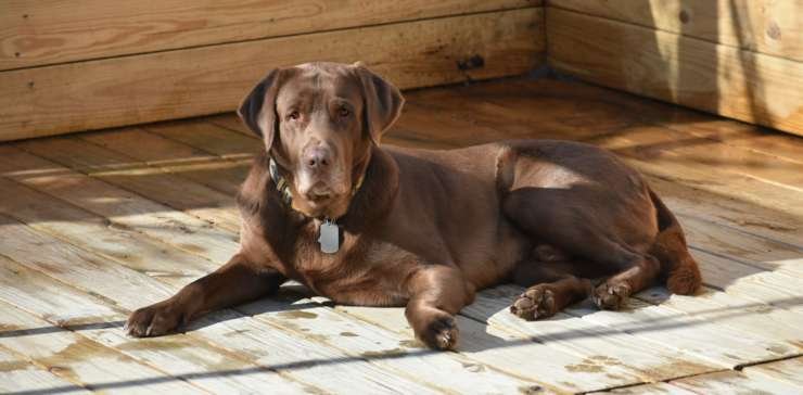 Duey, a chocolate R&B Labrador