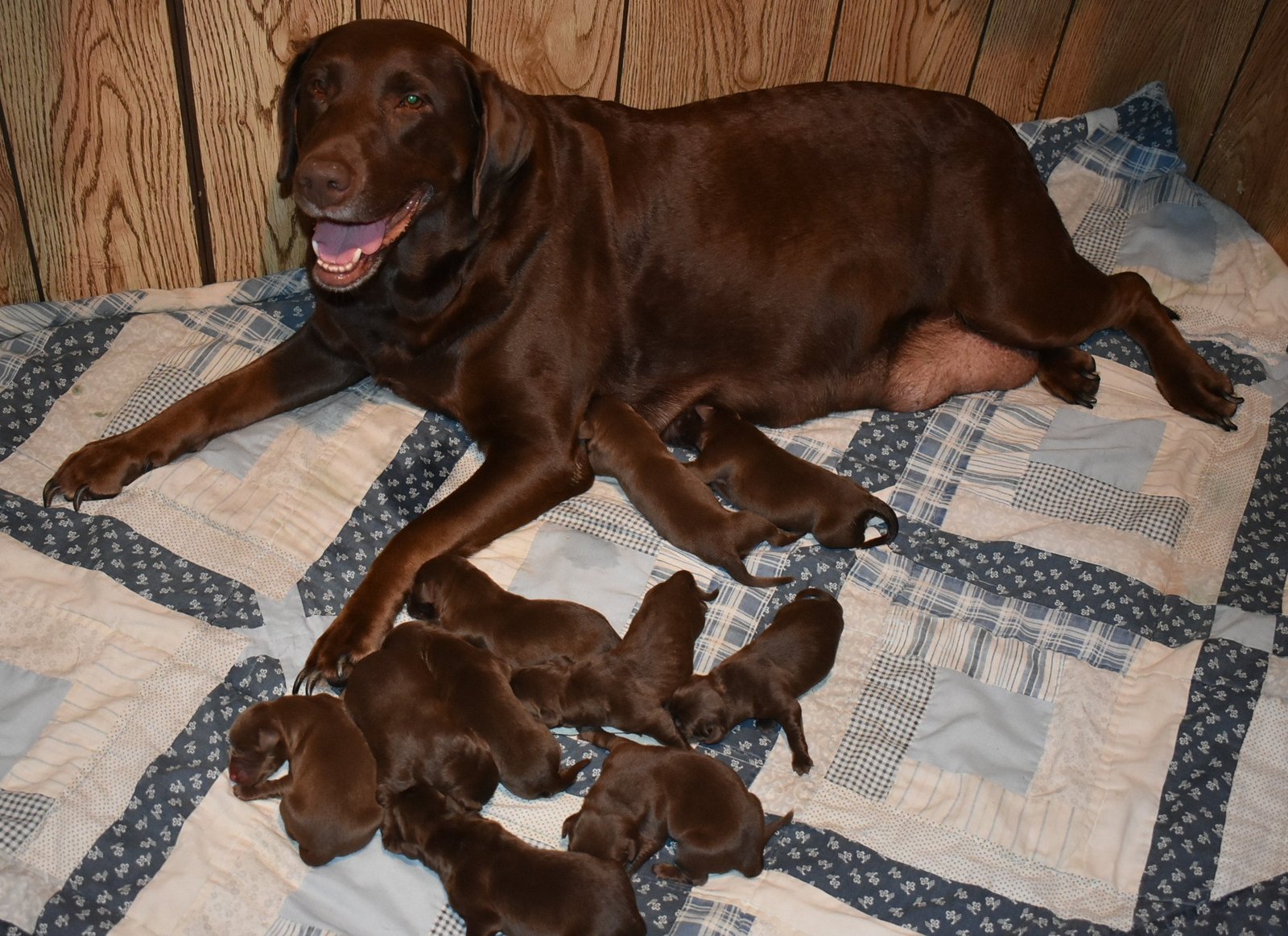 Duey & Brandi's second litter · July 2017