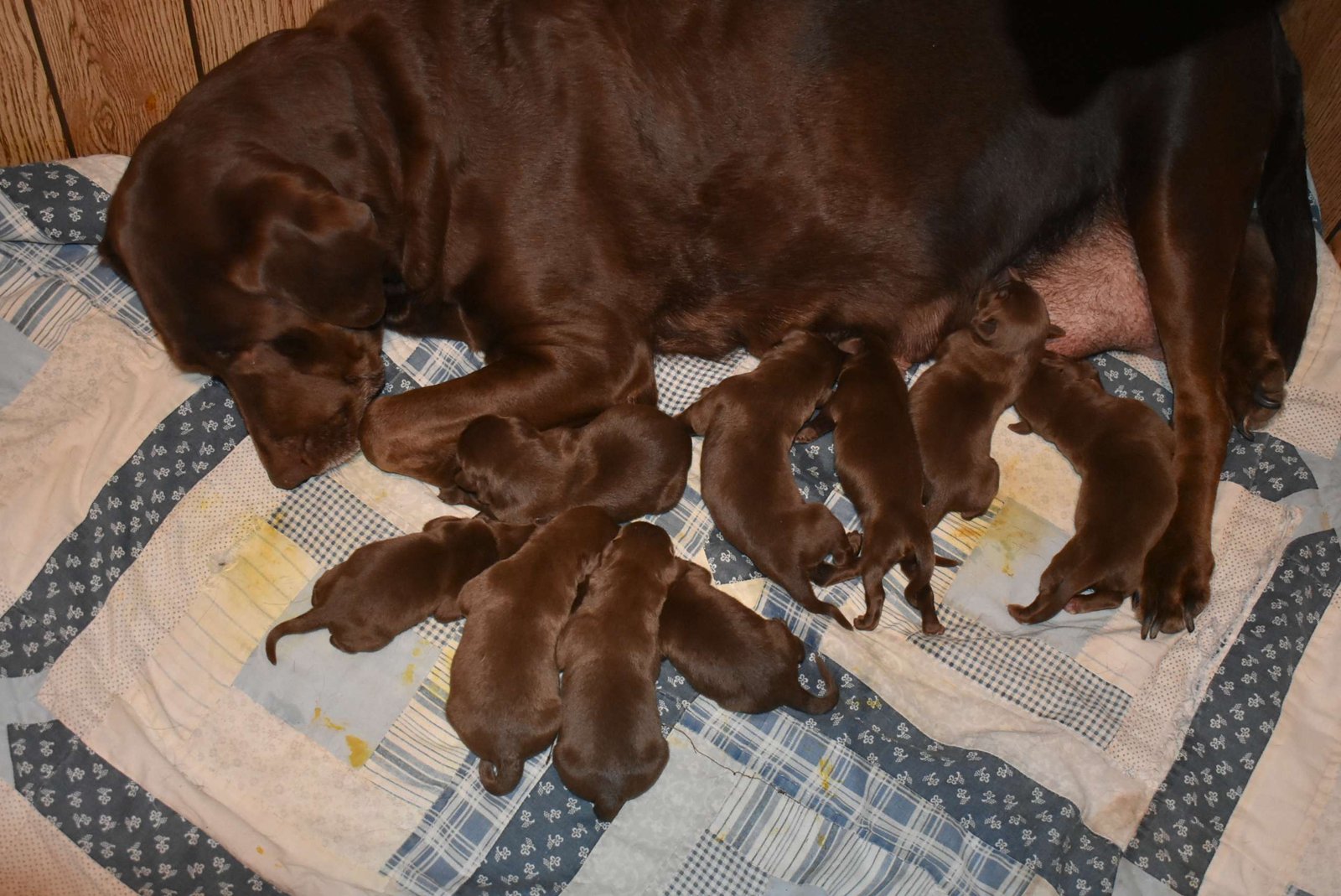 Duey & Brandi's third litter · February 2018