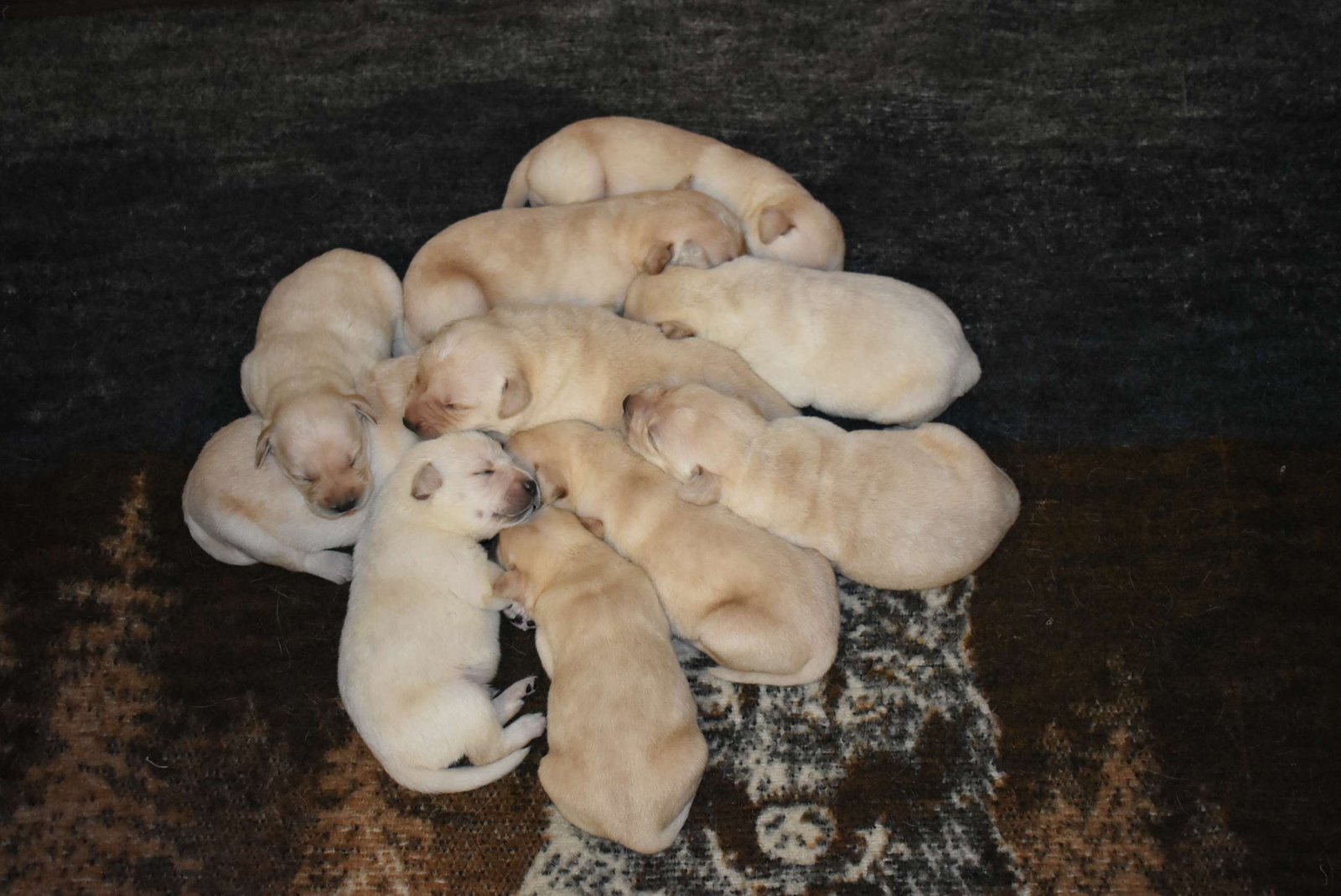 Bo & Missy's first litter · July 2018