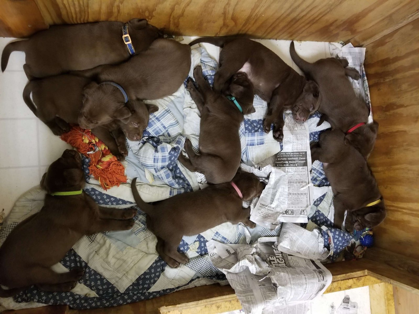 Duey & Brandi's fourth litter · September 2018
