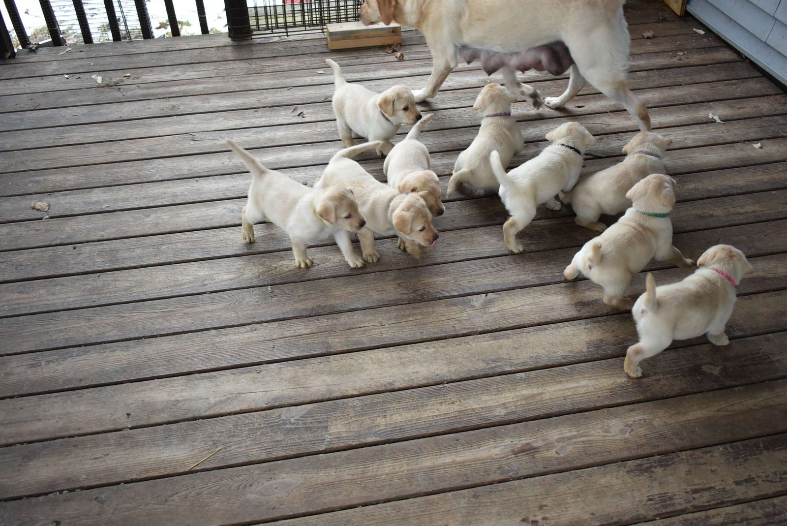 Bo & Missy's second litter · February 2019