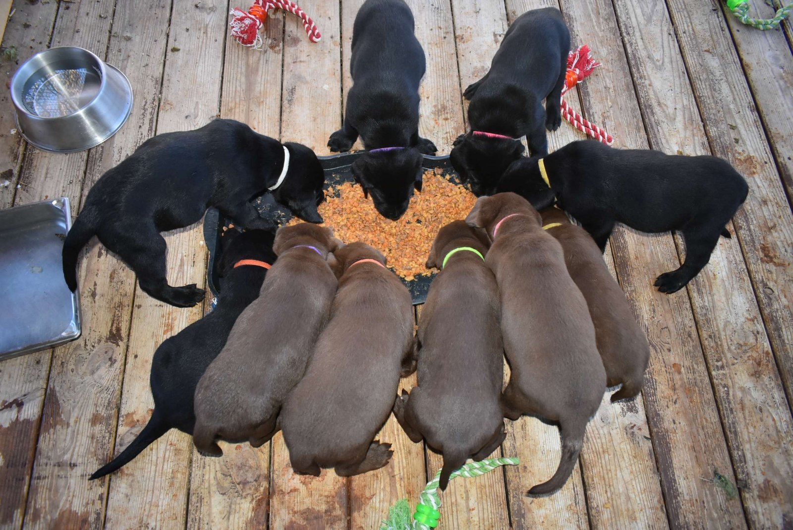 Duey & Abby's first litter · October 2019