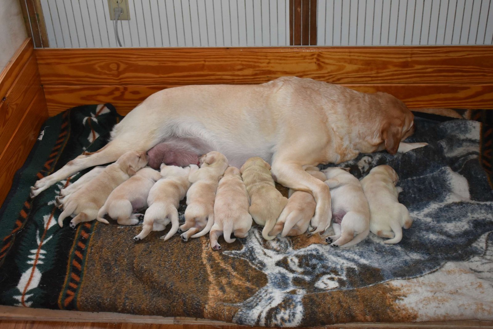 Bo & Missy's third litter · March 2020