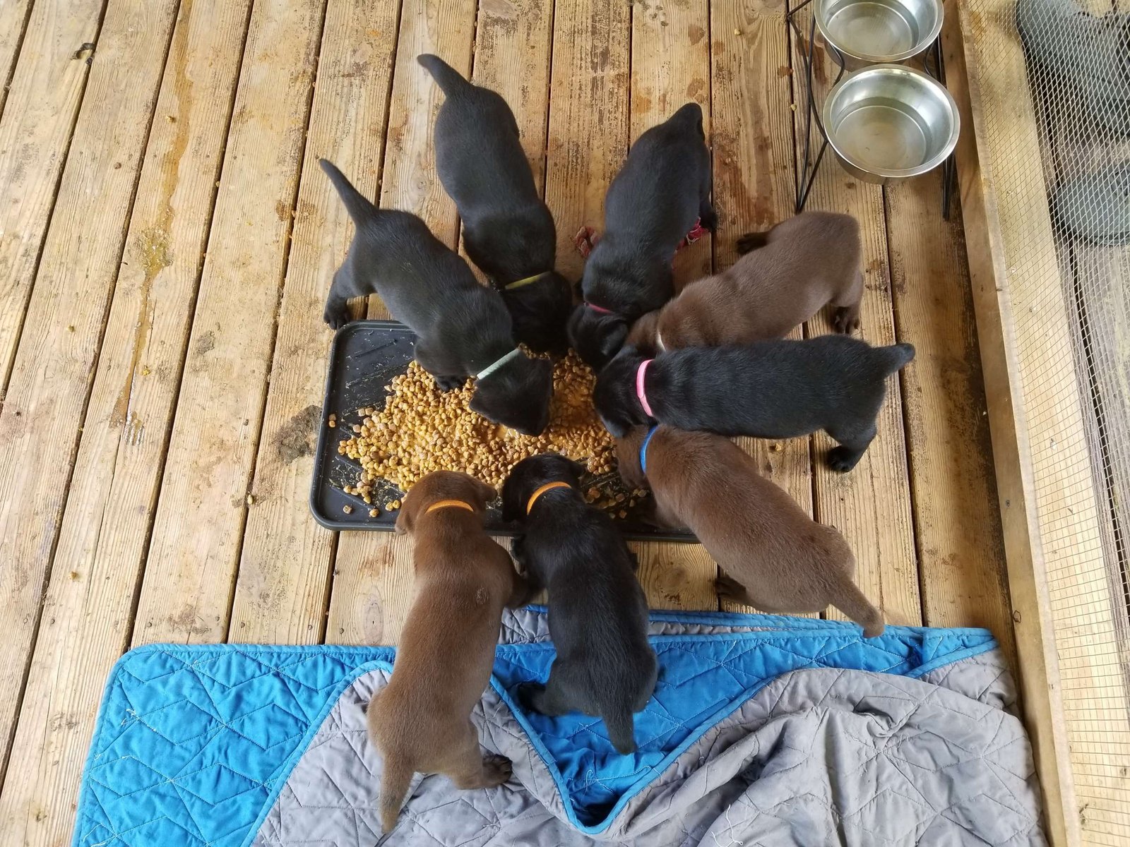 Duey & Abby's second litter · May 2020