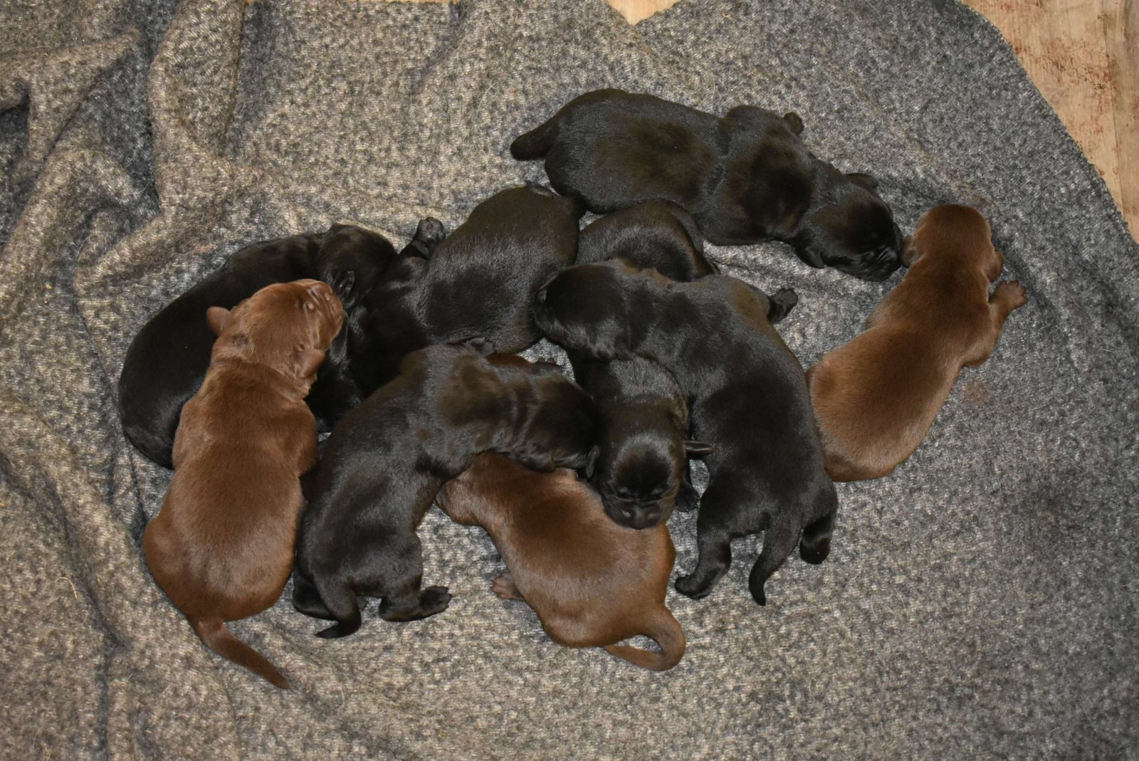 Duey & Abby's third litter · December 2020