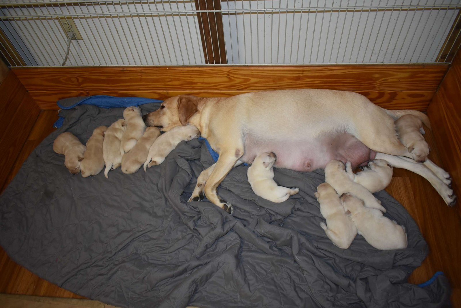 Bo & Missy's fourth litter · December 2020