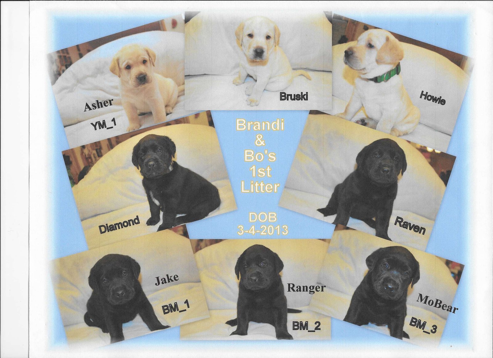 Bo & Brandi's first litter · March 2013