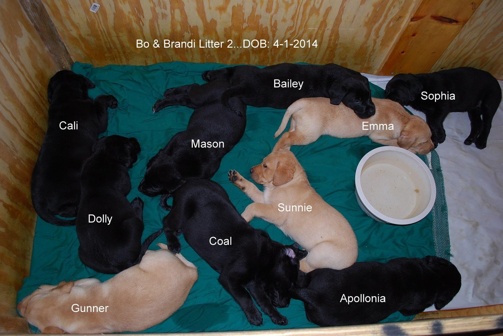Bo & Brandi's second litter · April 2014