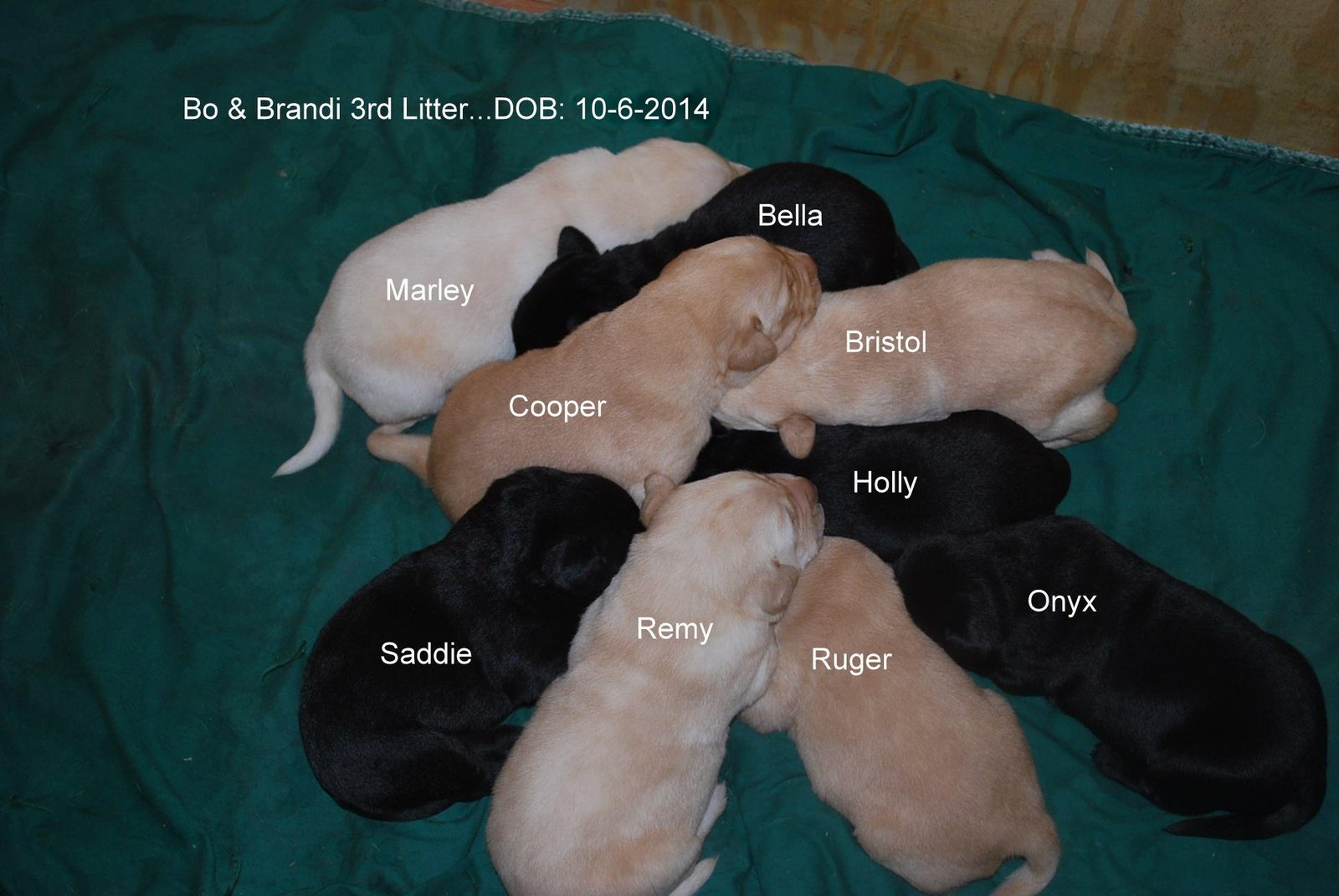 Bo & Brandi's third litter · October 2014