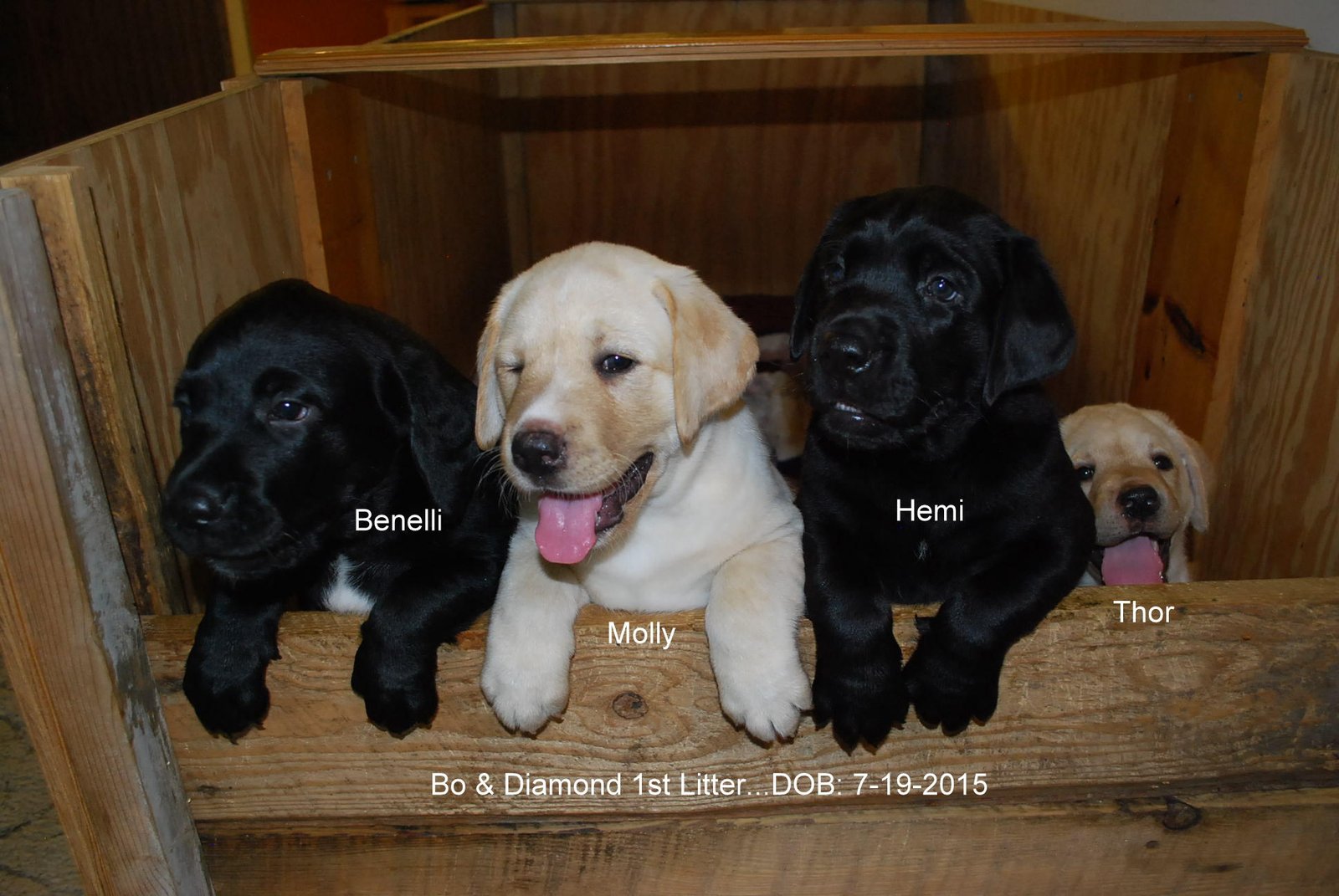 Bo & Diamond's first litter · July 2015