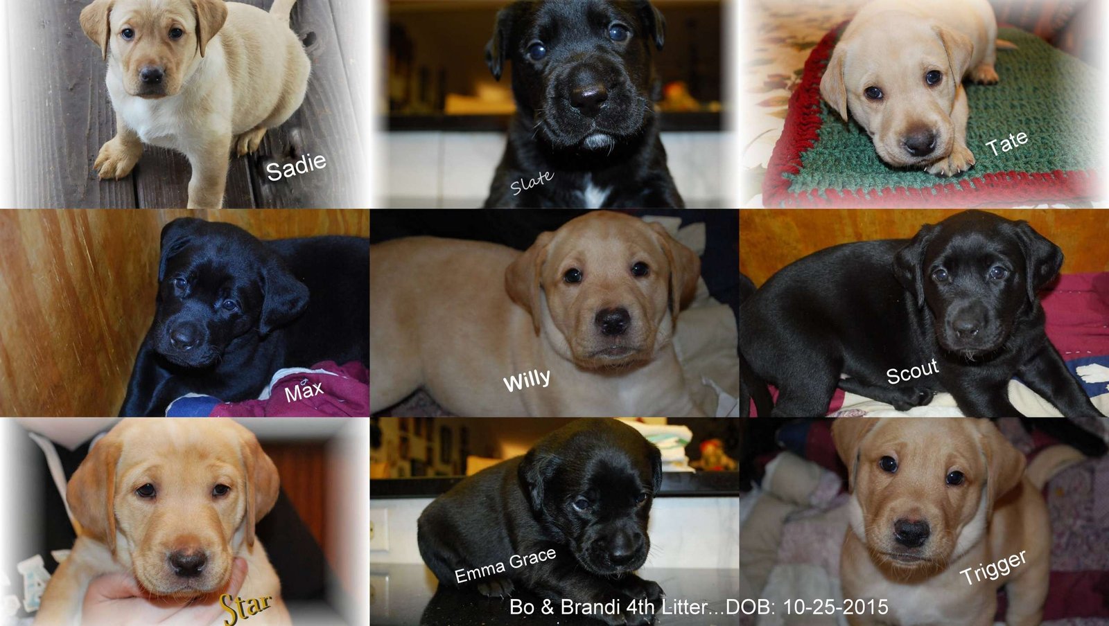 Bo & Brandi's fourth litter · October 2015