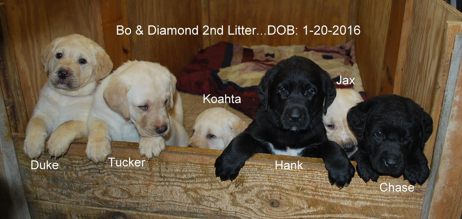 Bo & Diamond's second litter · January 2016