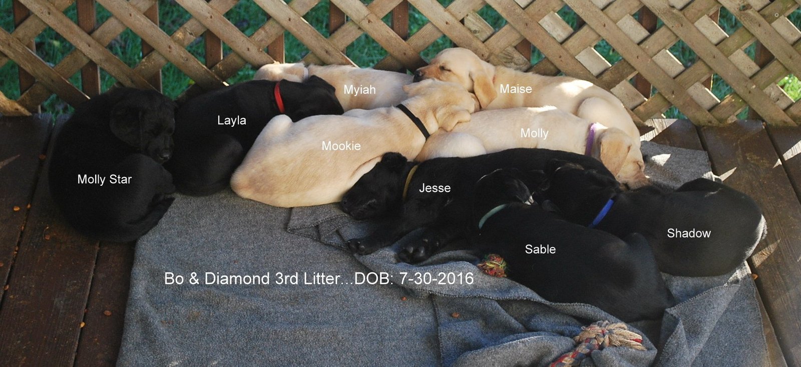 Bo & Diamond's third litter · July 2016