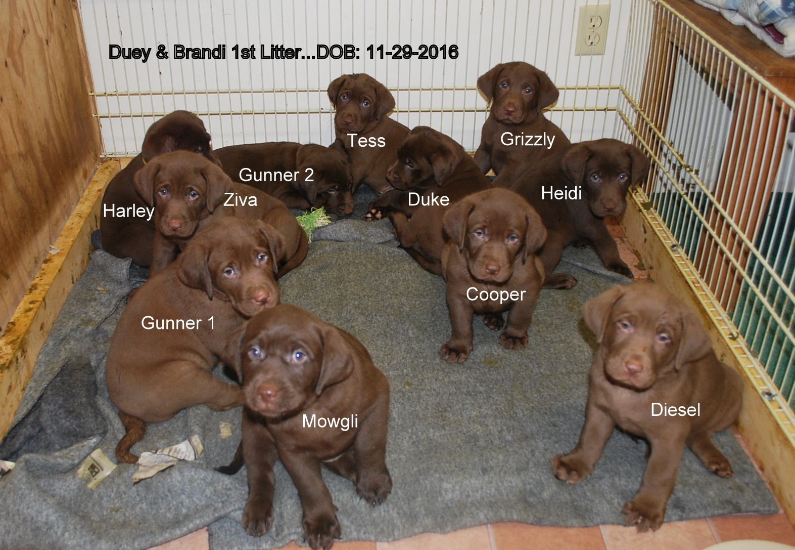 Duey & Brandi's first litter · November 2016