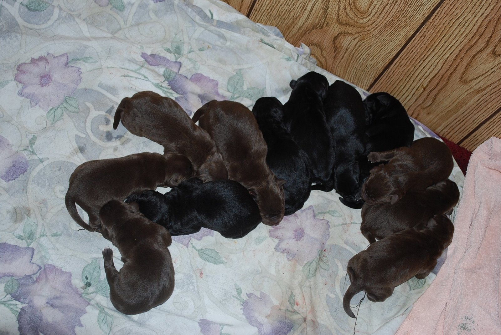 Duey & Diamond's first litter · February 2017