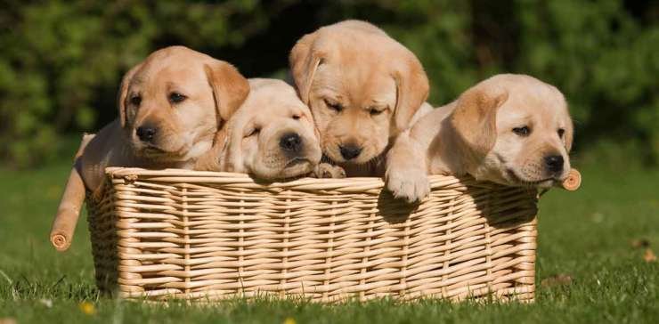 Yellow Labrador puppies in a basket