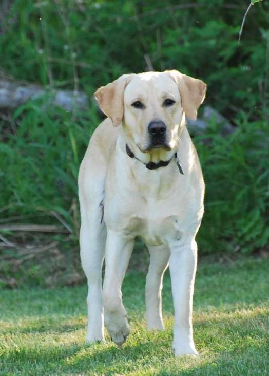 Botar “Bo” Cessna