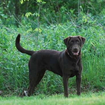 Brandi “Brandeline” Cessna